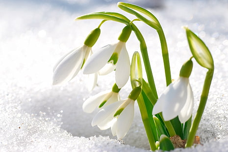 흰 장미, 눈, 꽃, 꽃잎, 헌병, HD 배경 화면 HD wallpaper