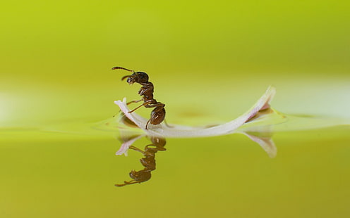 ant, macro, water, HD wallpaper HD wallpaper