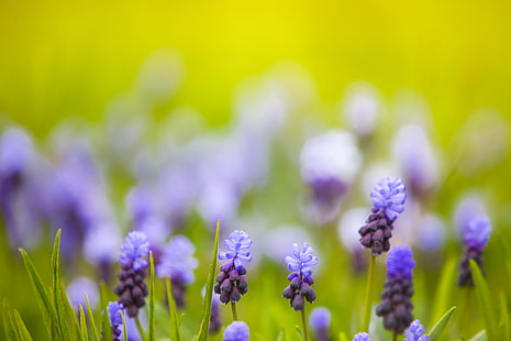紫の花びらの花、セレクティブフォーカス、写真、紫、花、緑、紫、ブドウ、ボケ、自然、青、夏、植物、ラベンダー、春、屋外、緑の色、草原、クローズアップ、美しさのセレクティブフォーカス写真自然、 HDデスクトップの壁紙 HD wallpaper
