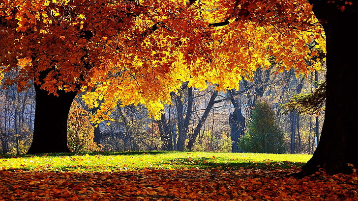 оранжевые лиственные деревья, оранжевые листья деревьев, осень, природа, листья, деревья, HD обои