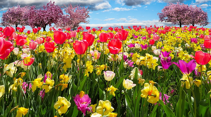 Wiosenne drzewa i kwiaty HD Tapety, czerwone i żółte tulipany i żonkile, pory roku, wiosna, tulipany, kwiaty, drzewa, pole, kolory, żonkile, kwiat, kwiat, wiosna, Tapety HD