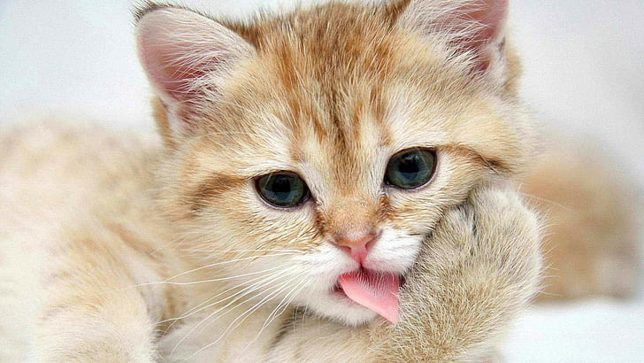 Kitten washes, orange tabby kitten, cat. kitten washes, tongue, HD wallpaper