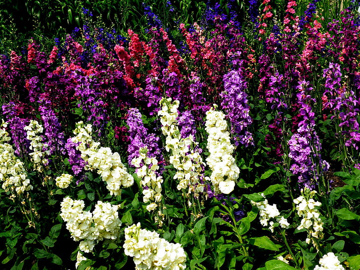 Digitalis Flowers ดอกไม้ Digitalis มากมาย, วอลล์เปเปอร์ HD