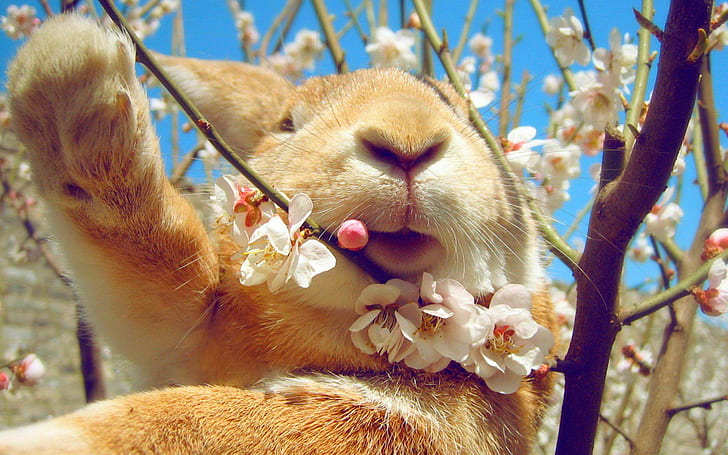 春のウサギ、ウサギ、空、春、花、 HDデスクトップの壁紙