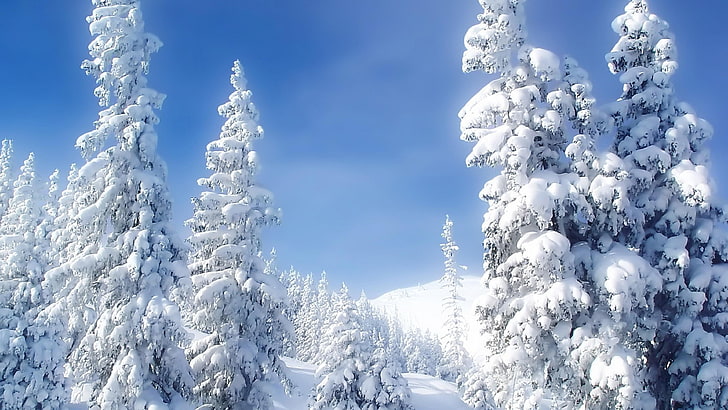 cemara, berselimut salju, bersalju, pemandangan, pendaran, awan, pegunungan, langit biru, siang hari, konifer, musim dingin, pinus, tanaman kayu, cemara, pembekuan, embun beku, salju, pohon, langit, Wallpaper HD