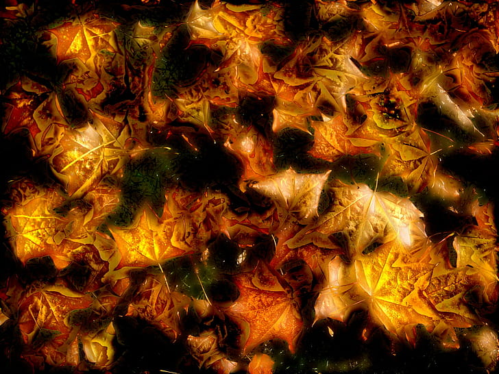 Alam HD, banyak daun maple coklat, alam, artistik, Wallpaper HD