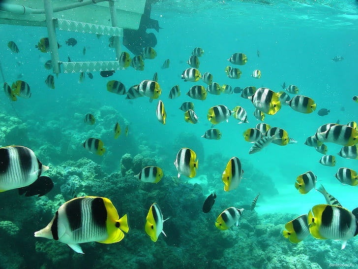 sea, underwater, fish, HD wallpaper
