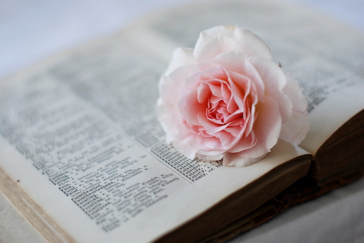 pink and white rose, flower, pink, rose, dictionary, book, page, HD wallpaper