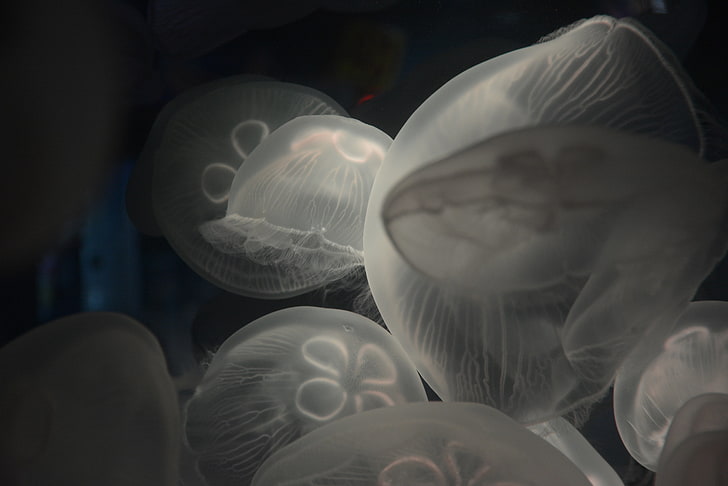 white jelly fish, jellyfish, underwater, sea, ocean, HD wallpaper