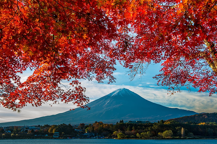 красное лиственное дерево, осень, гора, япония, клен, фудзи, HD обои