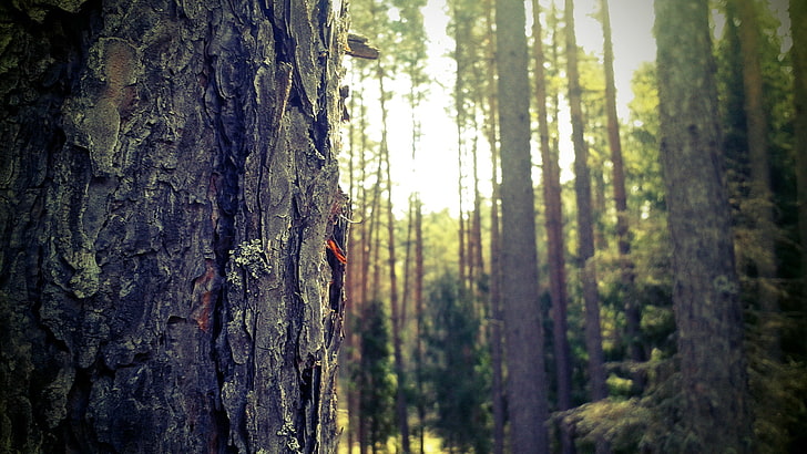 brunt och svart träskåp, skog, natur, Masurien, träd, närbild, Polen, HD tapet