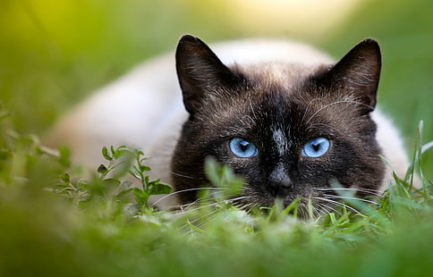 фотография с накланяне на хималайска котка, сини очи, фотография с накланяне, хималайска котка, домашен любимец, портрет, домашна котка, животно, домашни любимци, сладък, природа, трева, на открито, котешки, коте, бозайник, лято, търси, HD тапет HD wallpaper