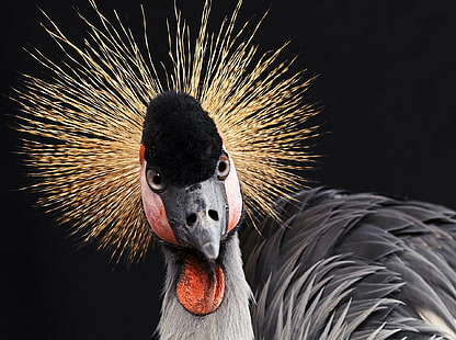 Birds, Grey crowned crane, HD wallpaper HD wallpaper