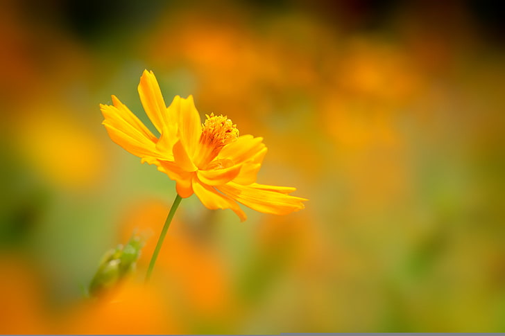 bunga, latar belakang, blur, kuning, kosmeya, Wallpaper HD