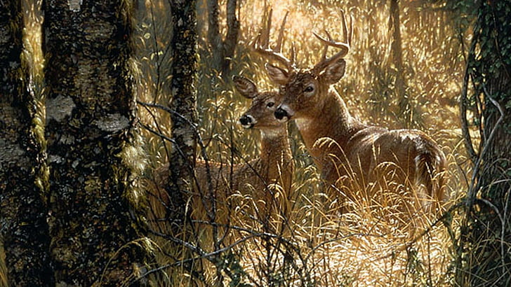 2 사슴 숲에서, whitetail 사슴, 엷은 황갈색, 자연, 사슴, 야생 동물, 숲, 동물, 벅, HD 배경 화면