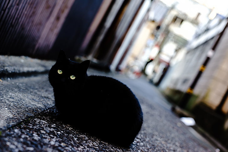 кот, животные, улица, глубина резкости, зеленые глаза, HD обои