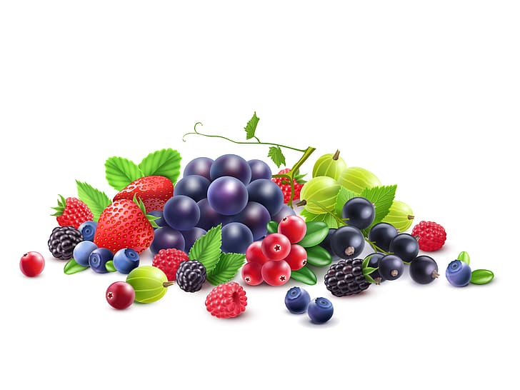 berries, raspberry, blueberries, strawberry, grapes, white background, currants, gooseberry, vector graphics, cranberries, HD wallpaper
