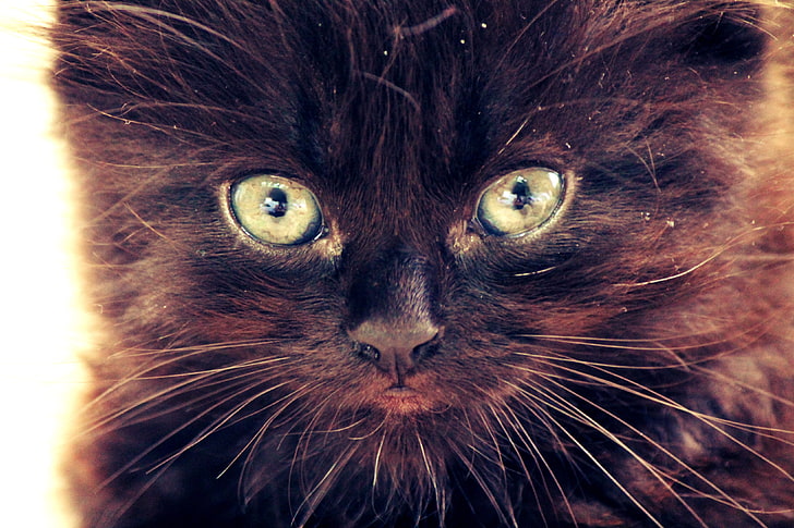 แมวสีน้ำตาล, แมว, แมวดำ, ทากะ, ระยะใกล้, ตาสีเขียว, วอลล์เปเปอร์ HD