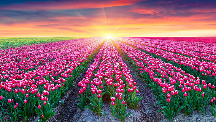 Flowers, Tulip, Earth, Field, Pink Flower, Sunset, Sunshine, HD wallpaper