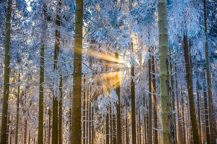 Winter forest light, bamboo trees in the forest during day time, forest, trees, winter, light, HD wallpaper