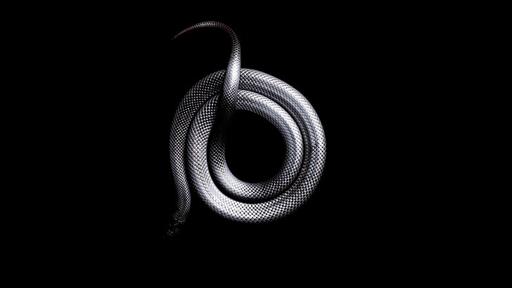 silver snake, snake, black, dark, animals, mamba, HD wallpaper