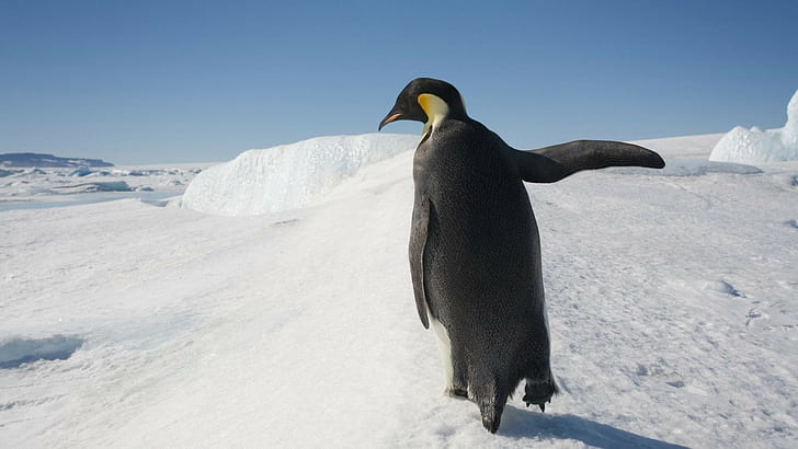 penguins, animals, snow, birds, HD wallpaper