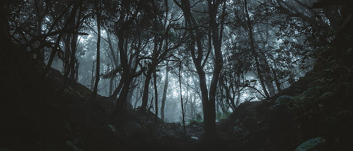 черно-бял клон на дърво, 500px, тъмно, гора, дървета, HD тапет