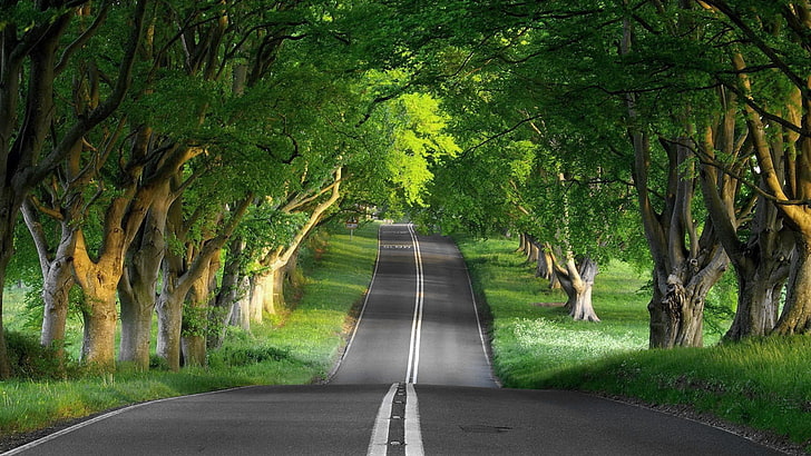 pohon berdaun hijau, hutan, jalan, jalan, Wallpaper HD