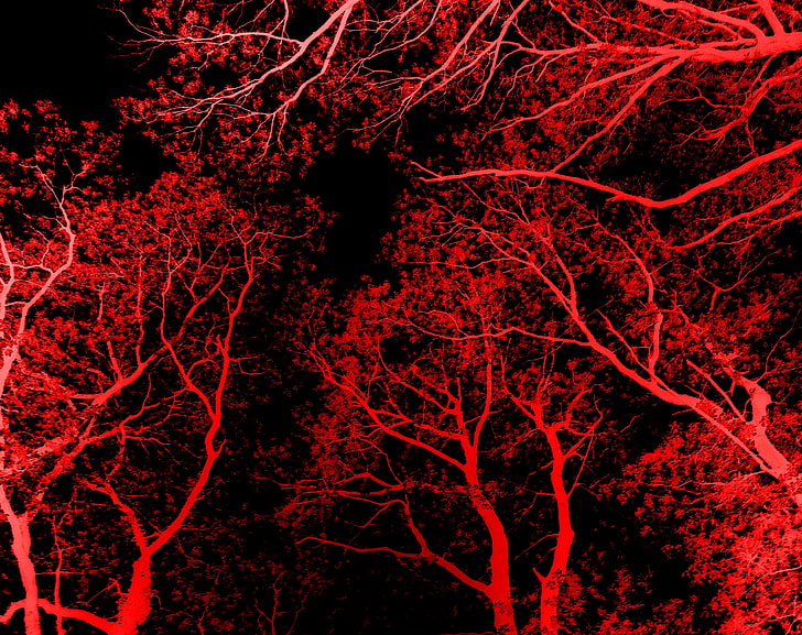 أشجار من زاوية أخرى ، خلفية أشجار حمراء ، إيرو ، أسود، خلفية HD