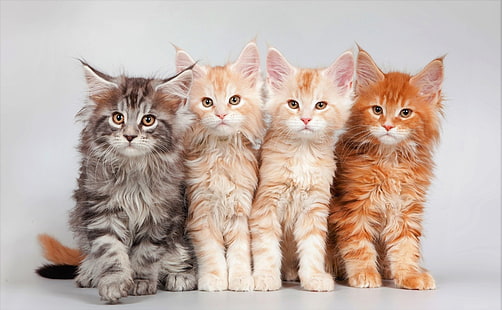 Кошки, Кошка, Животное, Детское животное, Милый, Котенок, Мейн-кун, HD обои HD wallpaper