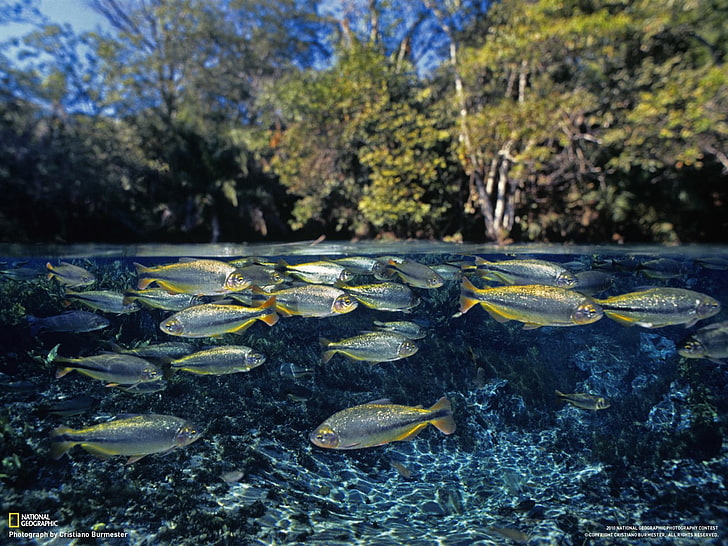 National Geographic, fish, water, lake, split view, underwater, HD wallpaper