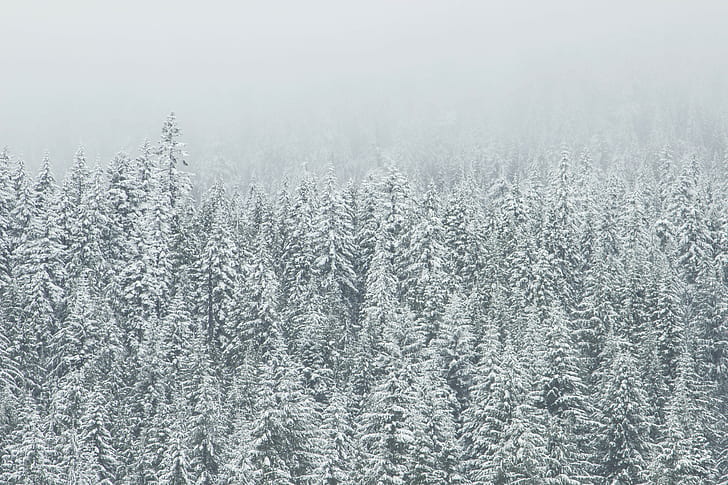 Trees, Snow, Wintry, Nature, trees, snow, wintry, HD wallpaper