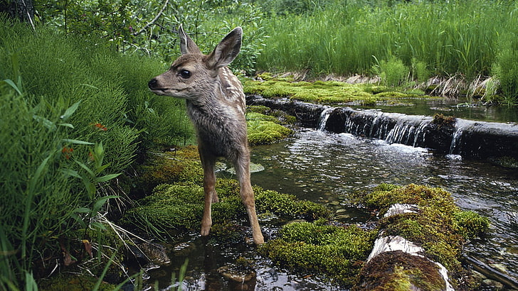braune Hirsche stehen auf grünem Gras über Gewässer, Tiere, Hirsche, Tierbabys, Wasserfall, Fluss, Moos, HD-Hintergrundbild