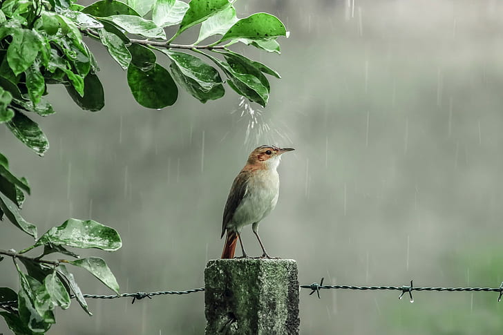 Uccello su pioggia, uccello, pioggia, gocce, doccia, Sfondo HD