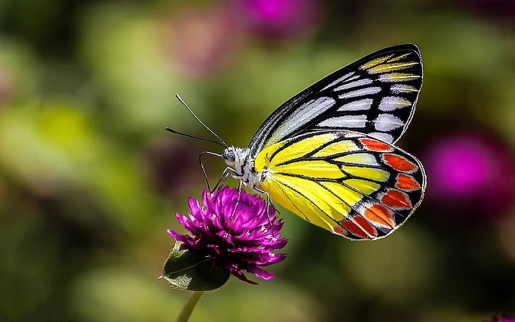 Насекоми пеперуда на цветна макро картина Ultra Hd тапети за настолни мобилни телефони и лаптоп 3840 × 2400, HD тапет