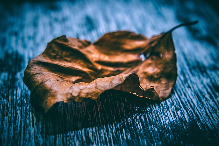brown leaf, leaf, dry, close-up, HD wallpaper