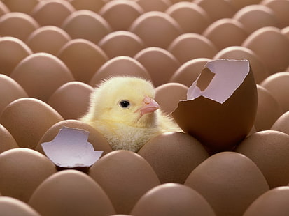 Chick Chicken Bird Eggs HD, ไข่สีน้ำตาล, สัตว์, นก, ไก่, ไข่, ไข่, เจี๊ยบ, วอลล์เปเปอร์ HD HD wallpaper