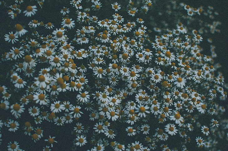 dark, flowers, grass, hipster, sad, week 19, winter, HD wallpaper
