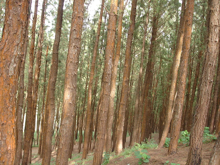 Vagamon Çam Ormanı, orman, çam, doğa, kerala, vagamon, 3d ve özet, HD masaüstü duvar kağıdı
