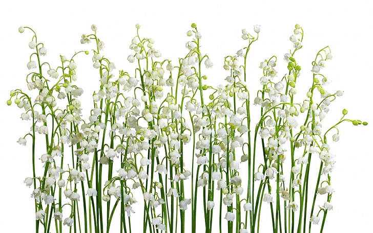illustration de fleurs blanches, lis de la vallée, fleurs, primevères, certains, printemps, Fond d'écran HD