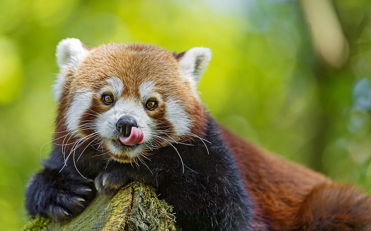 Red panda tongue, red panda, red panda, firefox, face, eyes, tongue, © Tambako The Jaguar, HD wallpaper