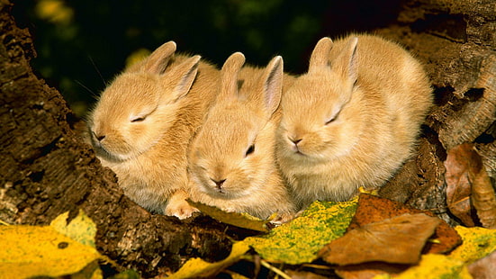 Сънливи зайци, три зайци, животни, 1920x1080, заек, HD тапет HD wallpaper