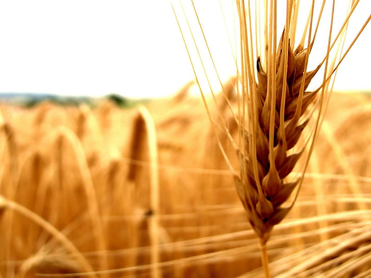 пшеница, природа, колоски, едър план, HD тапет