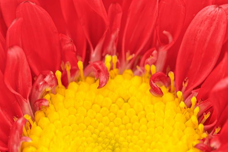 closeup photo of sunflower, aster, matsumoto, aster, matsumoto, Matsumoto, Aster, Macro, HDR, closeup, photo, sunflower, callistephus, flower, flora, plant, petal, background, backdrop, texture, textured, beauty, beautiful, pretty, epic, elegant, elegance, fancy, delicate, nature, natural, botany, botanics, botanical, round, radial, perspective, soft, smooth, close-up, up  close, close  up, contrast, yellow, pink, magenta, red  white  black, vivid, colorful, color, colors, colour, colours, stock, resource, image, photograph, picture, ca, daisy, flower Head, summer, beauty In Nature, HD wallpaper