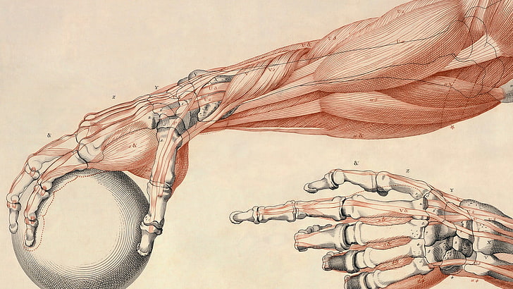 коричнево-белый художественный эскиз, анатомия, мышцы, кости, шар, рука, руки, HD обои