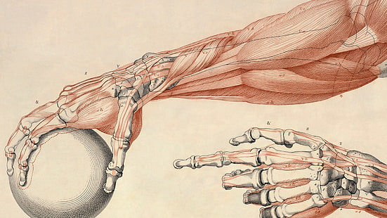 коричнево-белый художественный эскиз, анатомия, мышцы, кости, шар, рука, руки, HD обои HD wallpaper