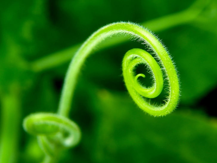 grüne Pflanze, Natur, Pflanzen, Spirale, Makro, HD-Hintergrundbild