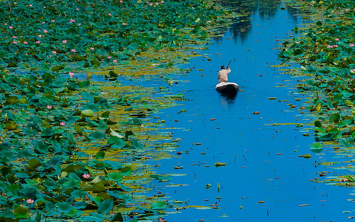 leaves, flowers, boat, India, Lotus, Dal lake, Srinagar, Jammu and Kashmir, HD wallpaper