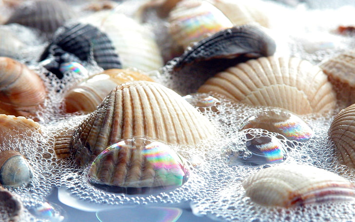 brown, black, and white sea shells, shell, foam, bright, light, HD wallpaper