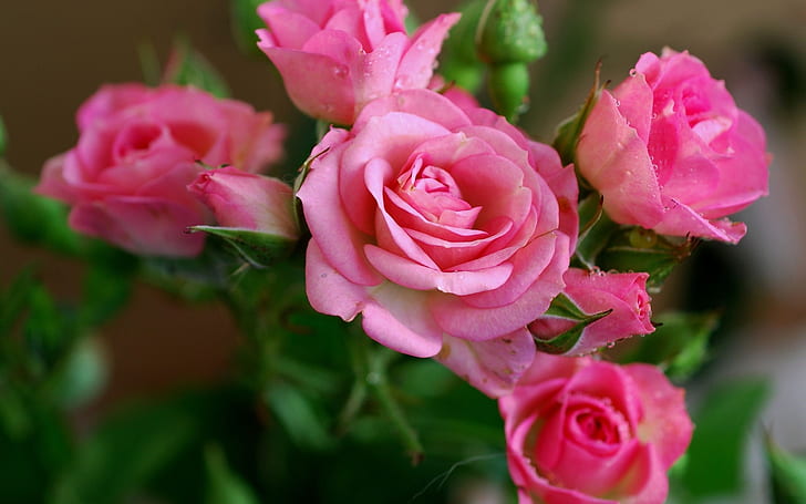 Schöne rosa Rosenblumen, Tau, Schön, Rosa, Rose, Blumen, Tau, HD-Hintergrundbild